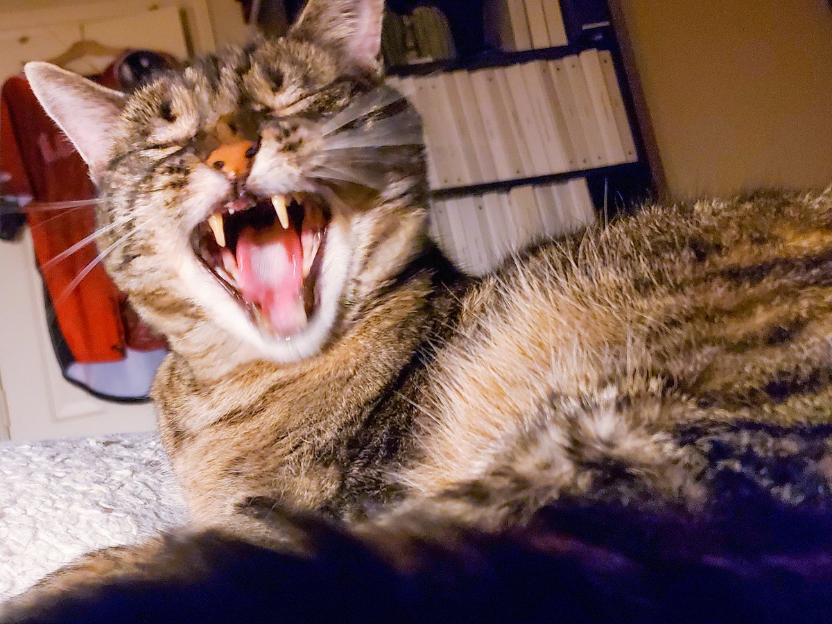 Another__Castle's tweet photo. Totally just captured #MrLinus at his best! Loving this photo. https://t.co/wOlqFWL7vW