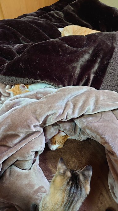 どいてくれないんでひっくり返したら猫と布団で層ができてた 