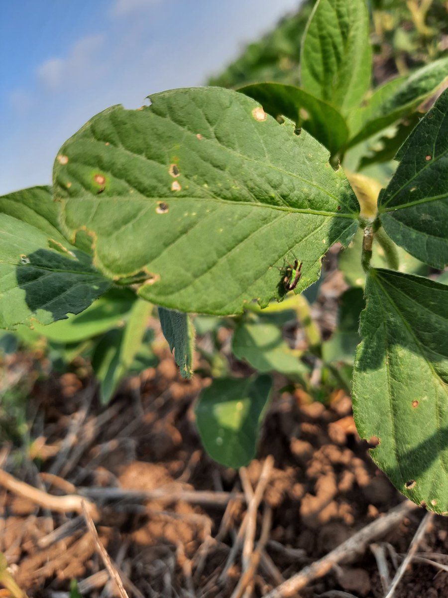 agronobot's tweet photo. RT @ScandoloNicolas: Vaquita defoliadora (Megascelis sp.) en soja.
Estado fonológico: V2
Zona: San Francisco, Córdoba
#megascelis #agronomia #monitoreo #plagas #insecticidas #fitosanitarios #insectos #syngenta #cordoba @crea_fe @Syngenta_ar @fitoacade… https://t.co/fpemfCcFrg