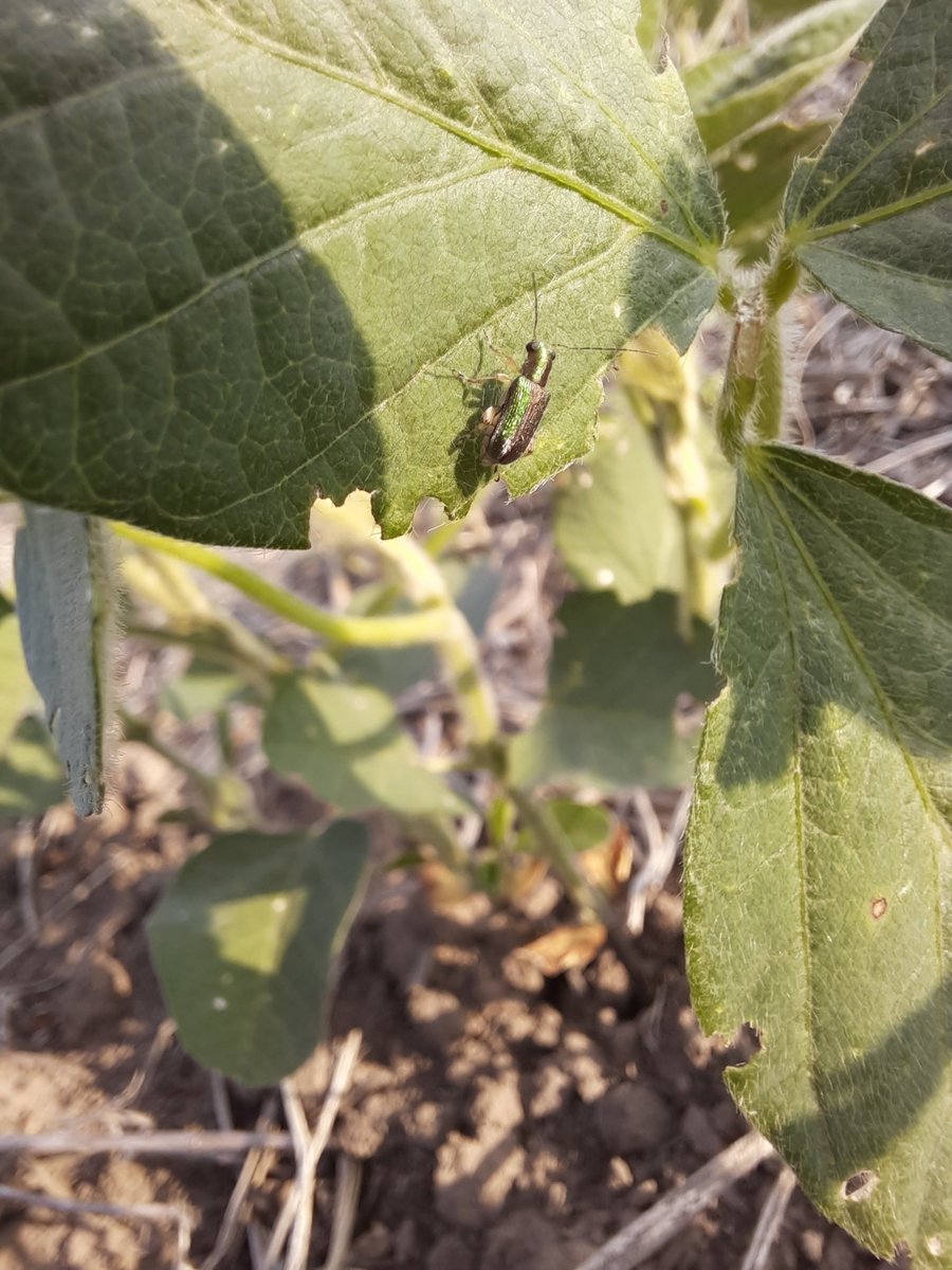 agronobot's tweet photo. RT @ScandoloNicolas: Vaquita defoliadora (Megascelis sp.) en soja.
Estado fonológico: V2
Zona: San Francisco, Córdoba
#megascelis #agronomia #monitoreo #plagas #insecticidas #fitosanitarios #insectos #syngenta #cordoba @crea_fe @Syngenta_ar @fitoacade… https://t.co/fpemfCcFrg