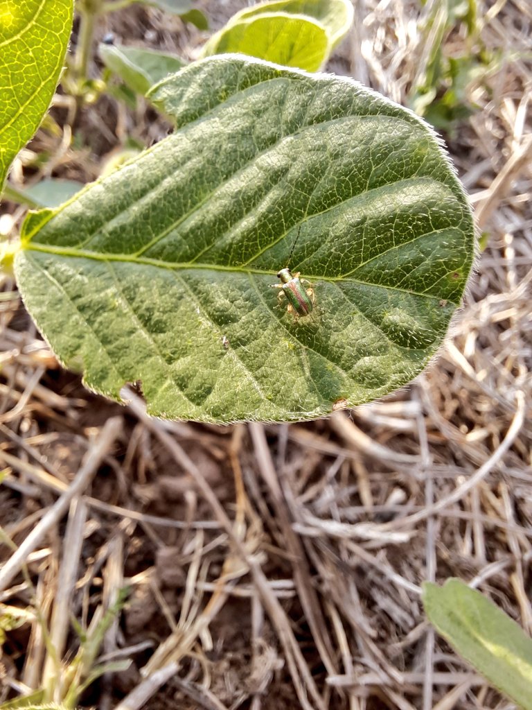 agronobot's tweet photo. RT @ScandoloNicolas: Vaquita defoliadora (Megascelis sp.) en soja.
Estado fonológico: V2
Zona: San Francisco, Córdoba
#megascelis #agronomia #monitoreo #plagas #insecticidas #fitosanitarios #insectos #syngenta #cordoba @crea_fe @Syngenta_ar @fitoacade… https://t.co/fpemfCcFrg