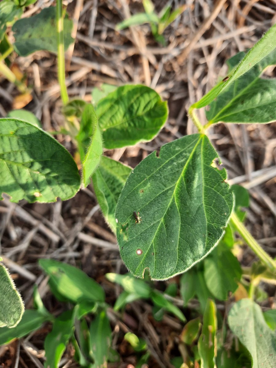 agronobot's tweet photo. RT @ScandoloNicolas: Vaquita defoliadora (Megascelis sp.) en soja.
Estado fonológico: V2
Zona: San Francisco, Córdoba
#megascelis #agronomia #monitoreo #plagas #insecticidas #fitosanitarios #insectos #syngenta #cordoba @crea_fe @Syngenta_ar @fitoacade… https://t.co/fpemfCcFrg