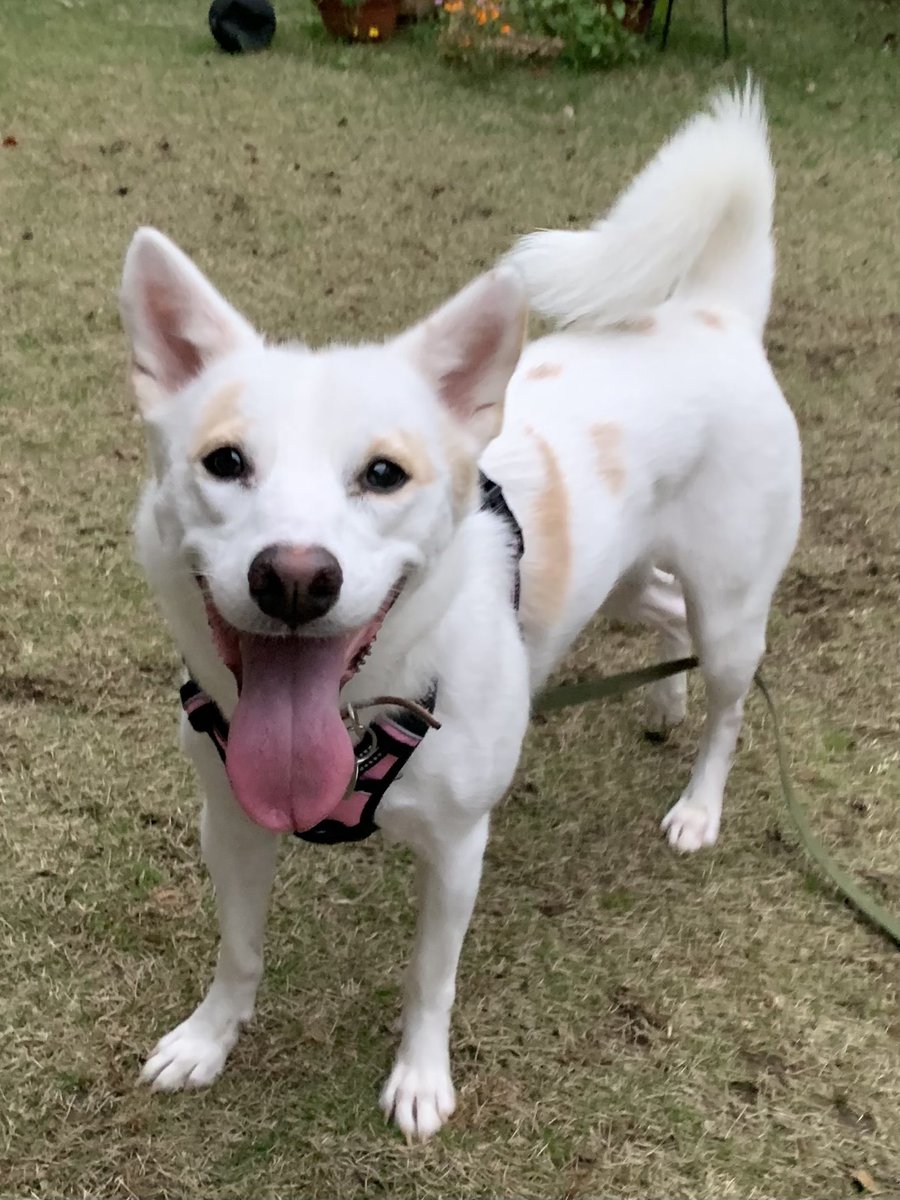 برچسب 白っぽい犬 در توییتر برچسب 白っぽい犬 در توییتر