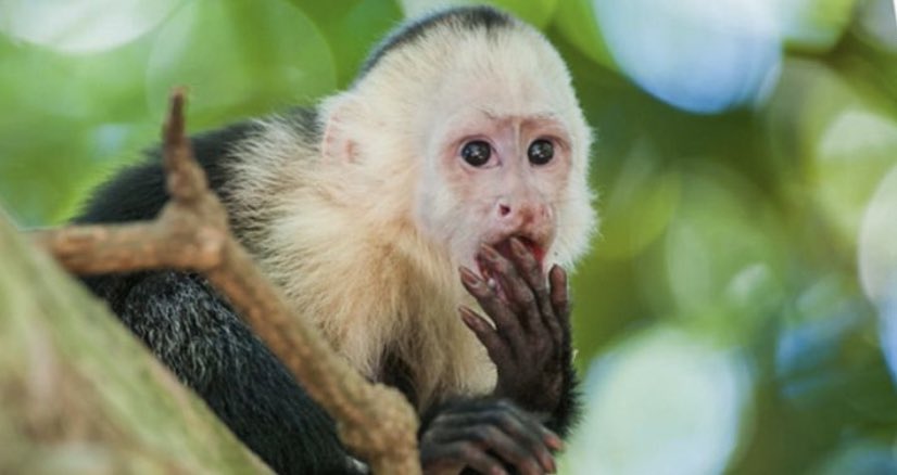 caseyleds's tweet photo. Capuchin monkeys and Moira Rose have the same aesthetic @SchittsCreek https://t.co/3eOa6snO3H