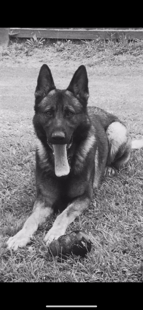 K9 Ali and I would like to wish you all a Happy a thanksgiving    Stay safe and may God bless you all