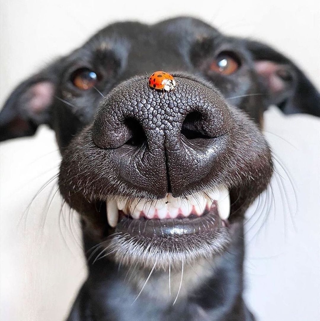 ultimate pet nutrition dr richter