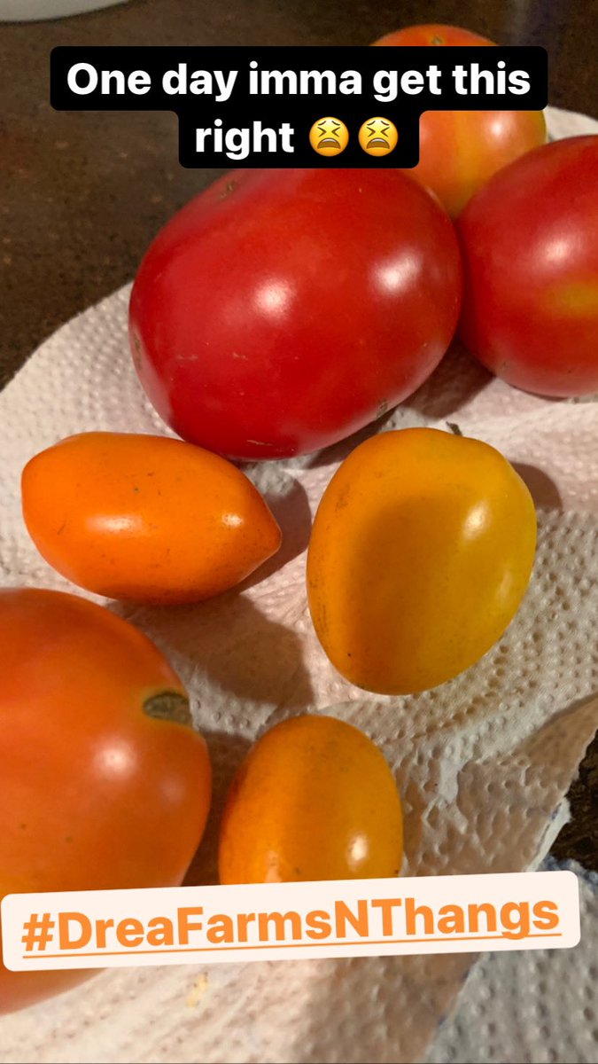 9AM_Maria's tweet photo. @PhillyTheBoss Howwww how are they THIS perfect?? How do you keep the critters off of them? all my tomatoes flicted lookin 😫😫 https://t.co/O8yBRP9IdW