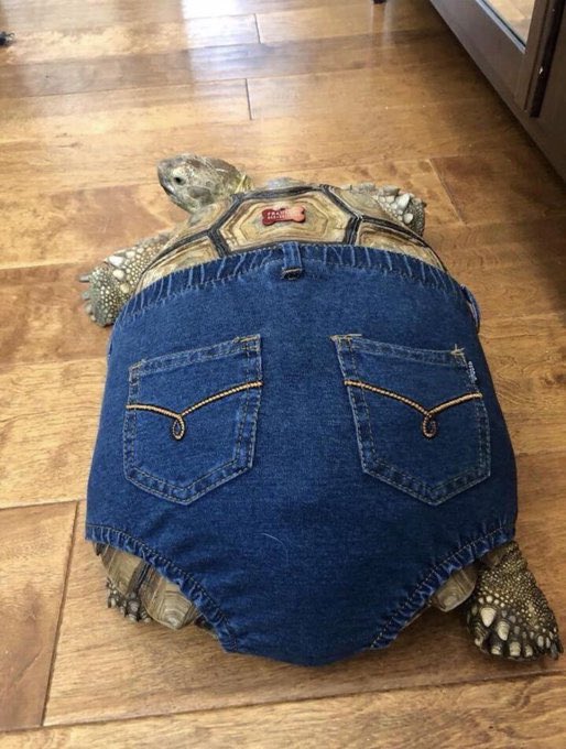 The drip