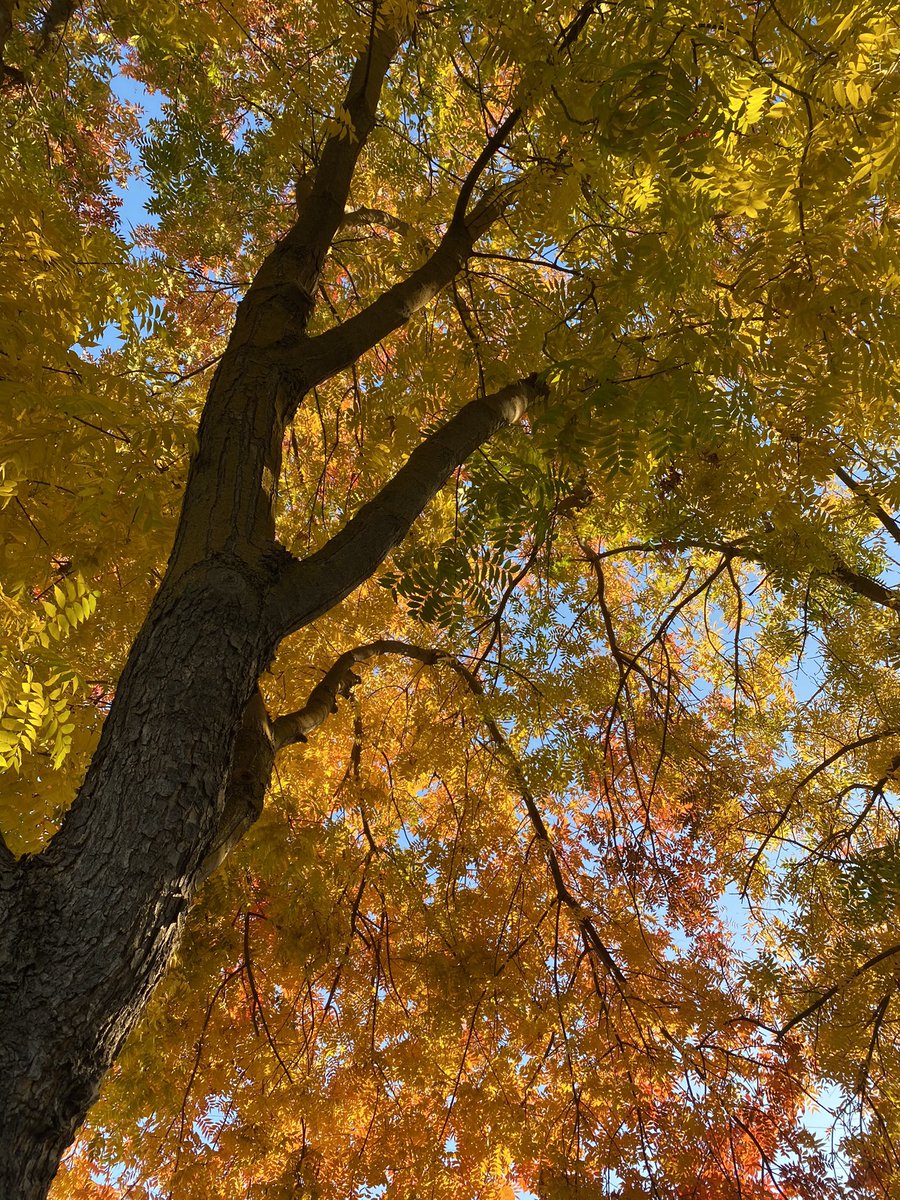 ABullfromEarth's tweet image. 