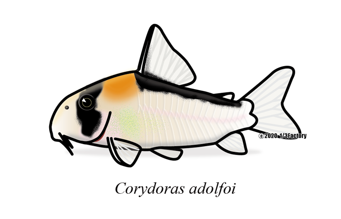 1_3factory's tweet photo. コリドラス・アドルフォイ
#Corydoras adolfoi
マニアックな魚が続いていたので、多くの方が受け入れやすい魚を描いてみた(笑)。慣れてきたのか1匹の描画時間が短くなってきた。
#アクアリウム #魚のイラスト #熱帯魚 #魚ポスター #fishillustration #aquarium #fishposter #aquariumfish https://t.co/t8innuohk3