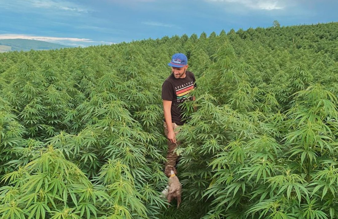 CannabisCulture's tweet photo. America Must Protect Its Craft Hemp And Cannabis Growers. Here’s Why.  #business #industry #craft #growing #hemp #USA https://t.co/TjhAusDClf https://t.co/Z85yIhgleu