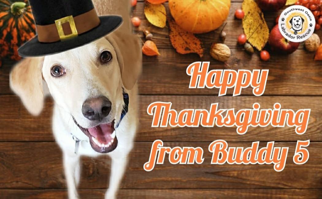 SOLRLabRescue's tweet photo. Happy Thanksgiving from Buddy, who would be so thankful to find his forever home. #Thanksgiving #adoptme #fosterdog #rescue #AdoptDontShop #az #arizona #flagstaff #Tucson #Phoenix #solrlabrescue https://t.co/qecrCmveiI