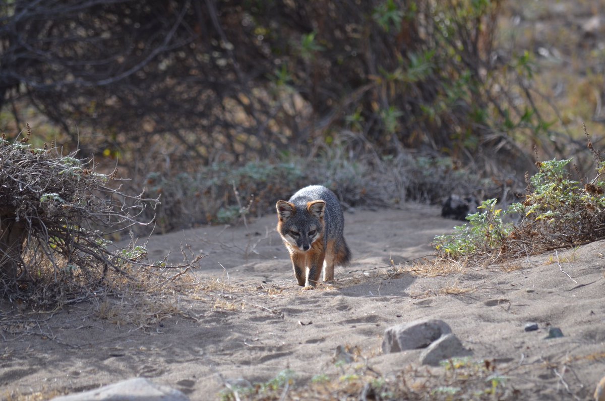 CIParkFoundation tweet media