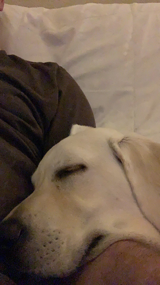 TheConFoundit's tweet image. I still have more food to prep and #fluffernutter fell asleep on my arm. Lol&amp;lt;3