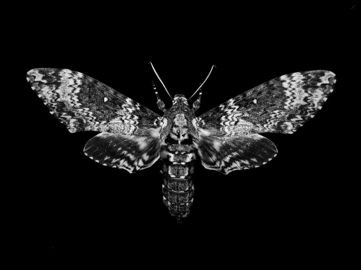 Archillect (@archillect) on Twitter photo 