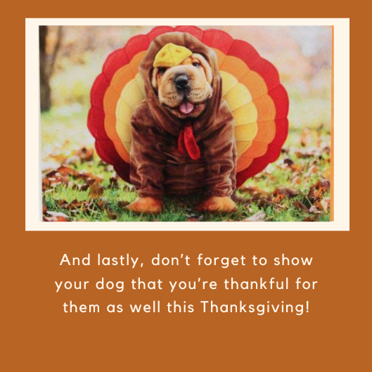 WoofPackTrails's tweet photo. Have a happy and healthy Thanksgiving from WoofPack Trails! 🦃🍁🧡 These tips are from our blog post “Thanksgiving with your Dog: Heed these Tips” (link provided below).🐾

•link: https://t.co/KyhczG2Q31

#OntheGoWoofPack #WoofPackWednesday #happythanksgiving https://t.co/wkh9kNS2be