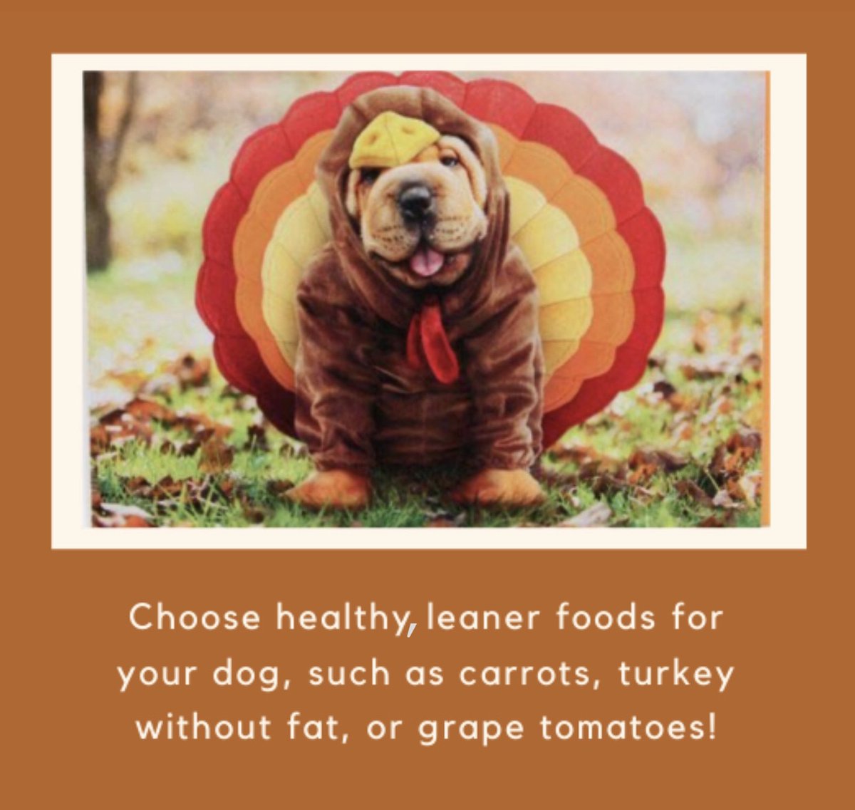 WoofPackTrails's tweet photo. Have a happy and healthy Thanksgiving from WoofPack Trails! 🦃🍁🧡 These tips are from our blog post “Thanksgiving with your Dog: Heed these Tips” (link provided below).🐾

•link: https://t.co/KyhczG2Q31

#OntheGoWoofPack #WoofPackWednesday #happythanksgiving https://t.co/wkh9kNS2be