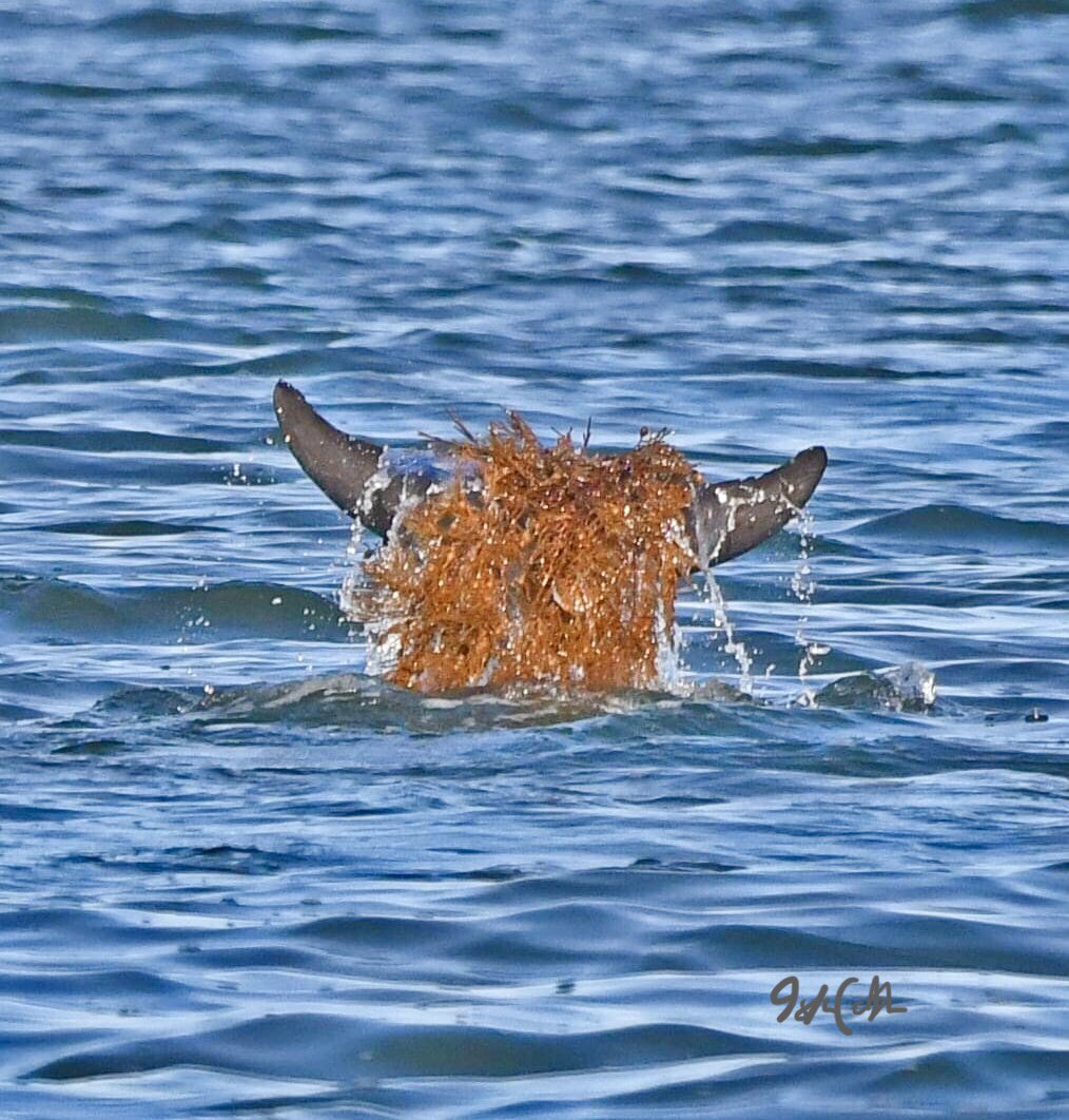 Dolphin enjoying a weed rub. Watched from a distance with 600mm lens &amp; making sure is wasn’t an entanglement. Definitely was just having some fun..photos show the end of rub. #waisok #dolphin #mandurahestuary