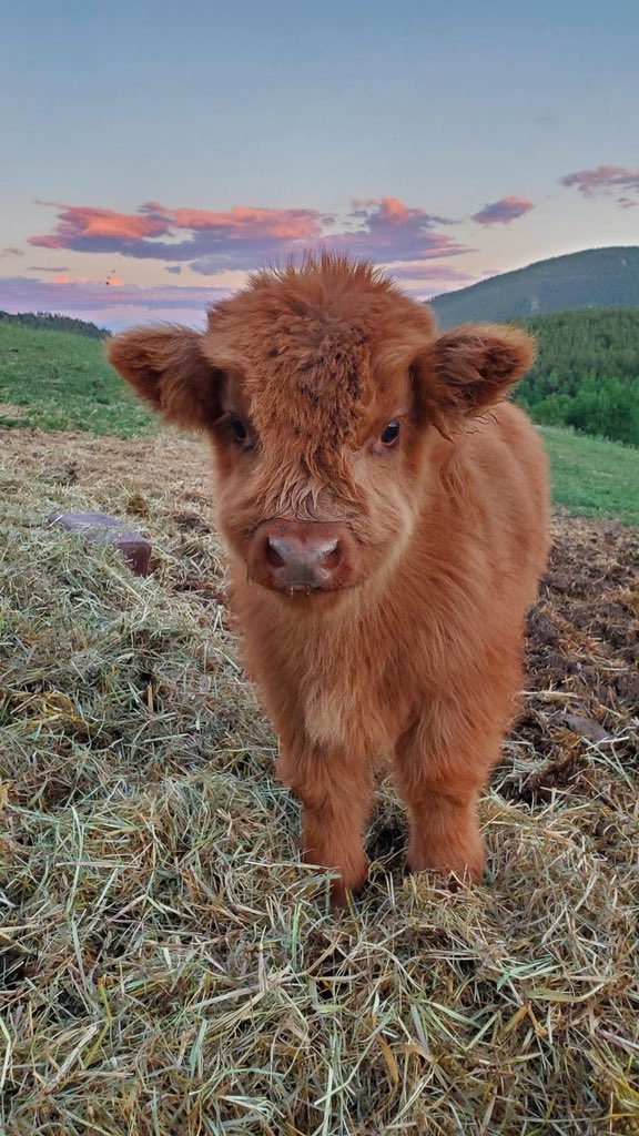 plutomerrell's tweet photo. fluffy cows are so cute🥺 https://t.co/aS6ld4mbs3