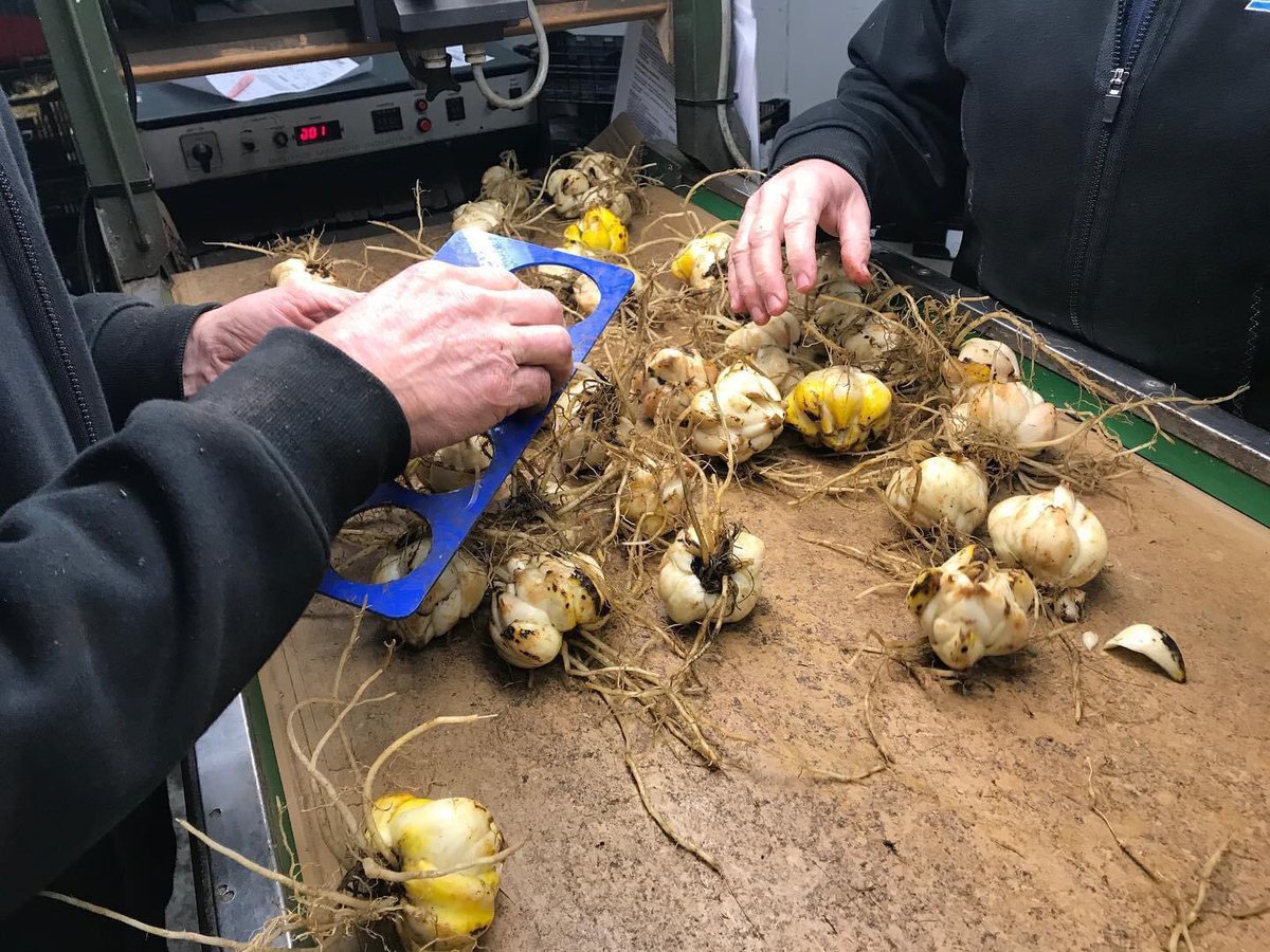 vws_flowerbulbs's tweet photo. A lot of bulbs are arriving at our company these days. This means that we have to check the quality of a lot of bulbs, to be sure that we can provide you with good quality bulbs this year!
#qualitycheck #flowerbulbs #Ilovelilieschallenge #bulbflowers #freshcrop #lilies https://t.co/Hu70sU2eHx