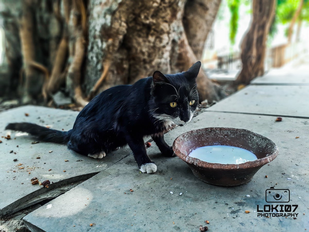 Cats love
#photooftheday #photograph #catphotos #indianphotography #indianphotographers  #catphotography #catislove  #catforlife #mobilephotography  #world_photography_hub #cat #followｍe #catlovers #worldphotographersclub  #yourshotphotographer #kittyphotography #cats #catlover