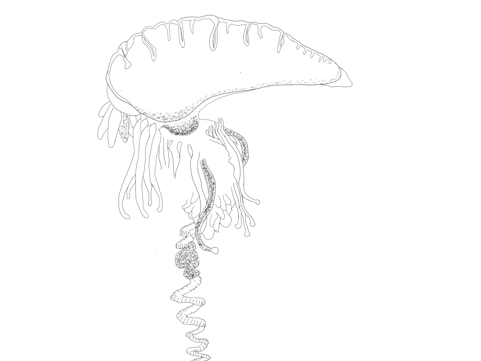 水族館マスター クラゲさんラボ 大学の先生 学術系youtuber スケッチ楽しい デッサンとスケッチの違いを説明する授業用画像 T Co Tirtlyzbnw Twitter