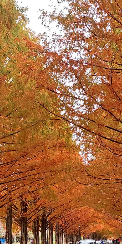 滋賀県の紅葉