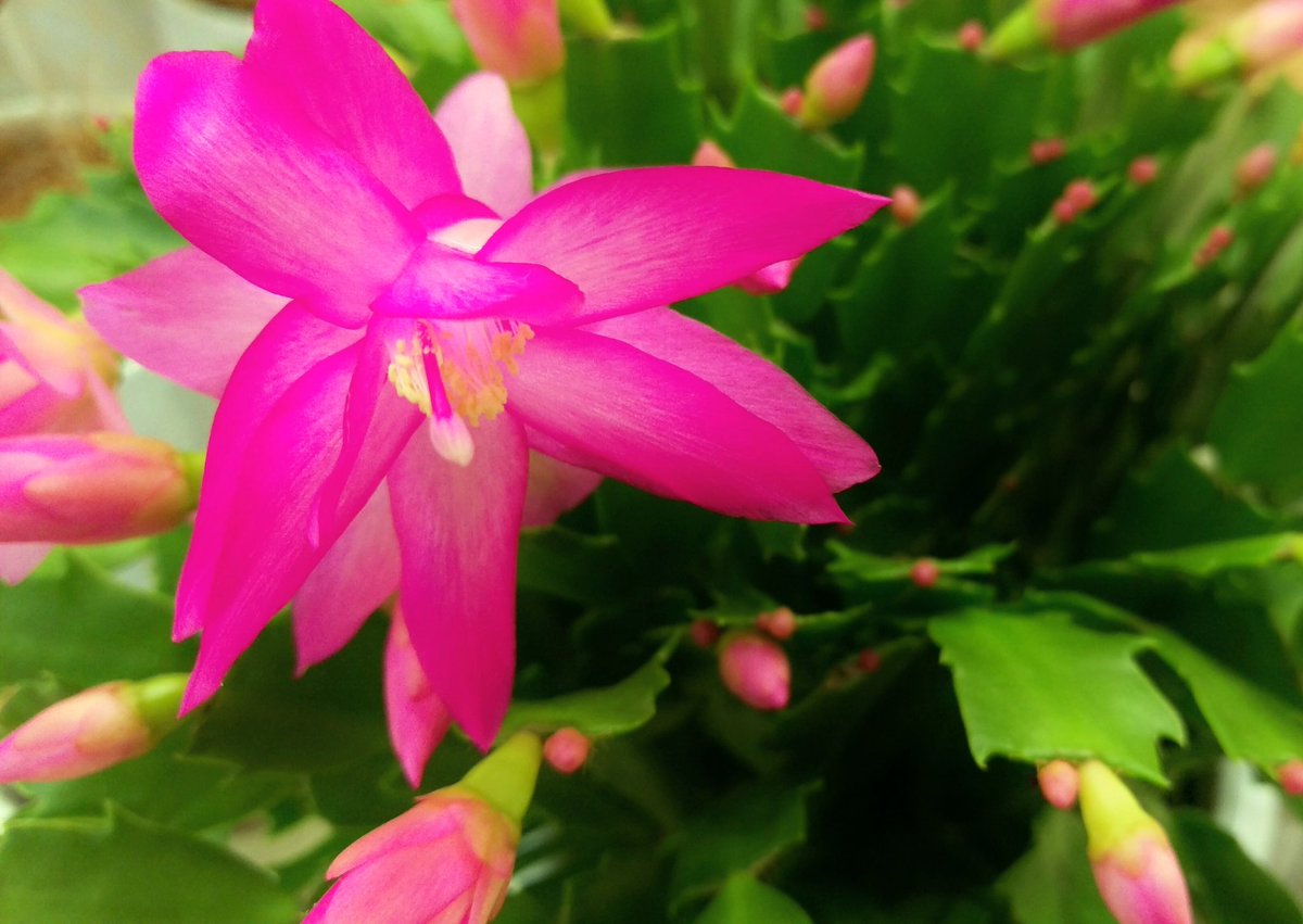 シャコバサボテン ট ইট র অন সন ধ ন