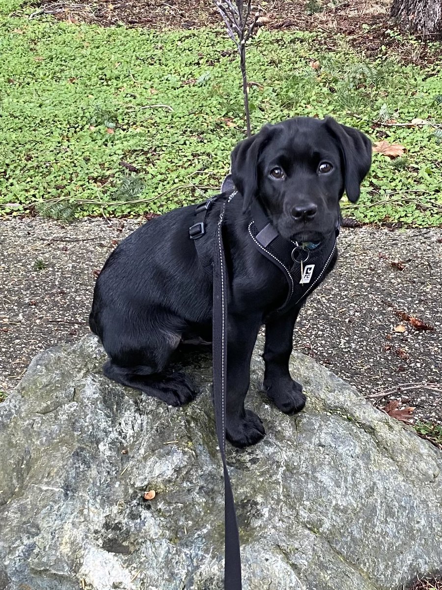 lindajenner's tweet photo. If you want to meet everyone in your neighbourhood, get a really cute puppy that sits and waits for every human, and dog, to come and say hello. I have met more people, and dogs, in the past few weeks than I have in 5 years. #friendlypup #goodboy https://t.co/NeAEMPGoiv