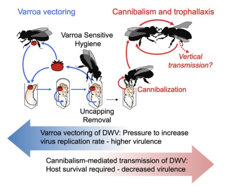 Eugene Ryabov tweet media
