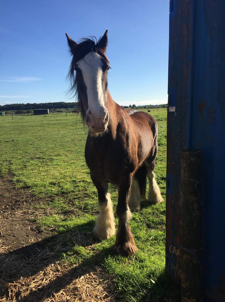 christelchappy's tweet photo. Have been missing hanging with our local foxton beach Clydesdales https://t.co/NGXe51Bsvd