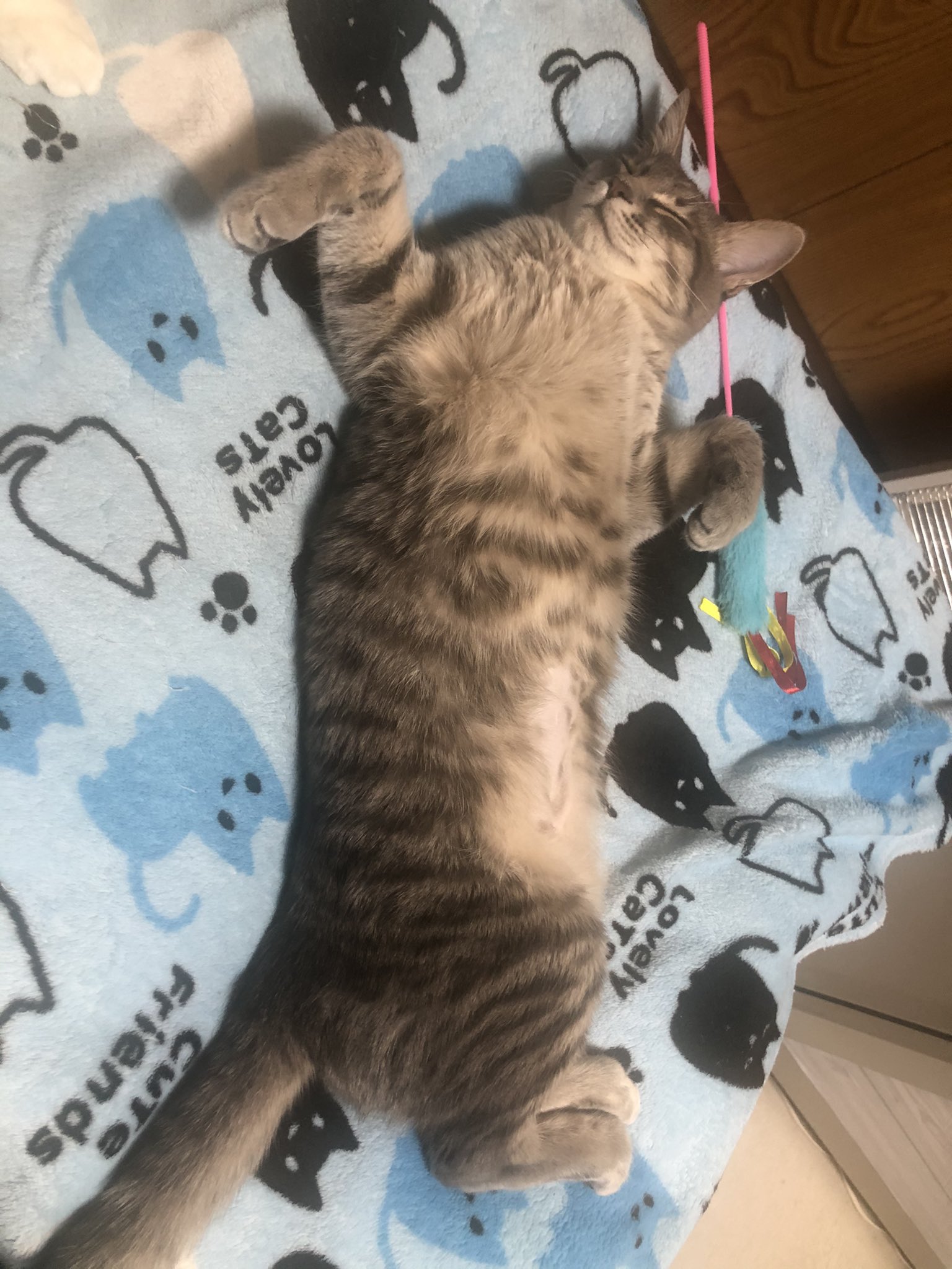 猫の昼寝 Www Vladahbz Com