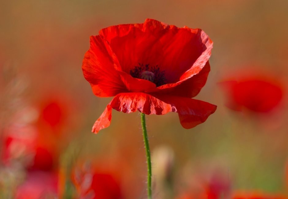 techbytesorg's tweet image. Image editing done by our student Sanvi from Photoshop workshops. Well done Sanvi!

#m2mtechbytes #codeai #codeempower #designthinking #animation #graphics #100DaysOfCode #100daysofdesign #photoshop