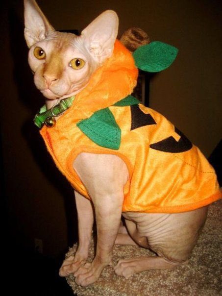 Sphinx cats in costumes: A thread
