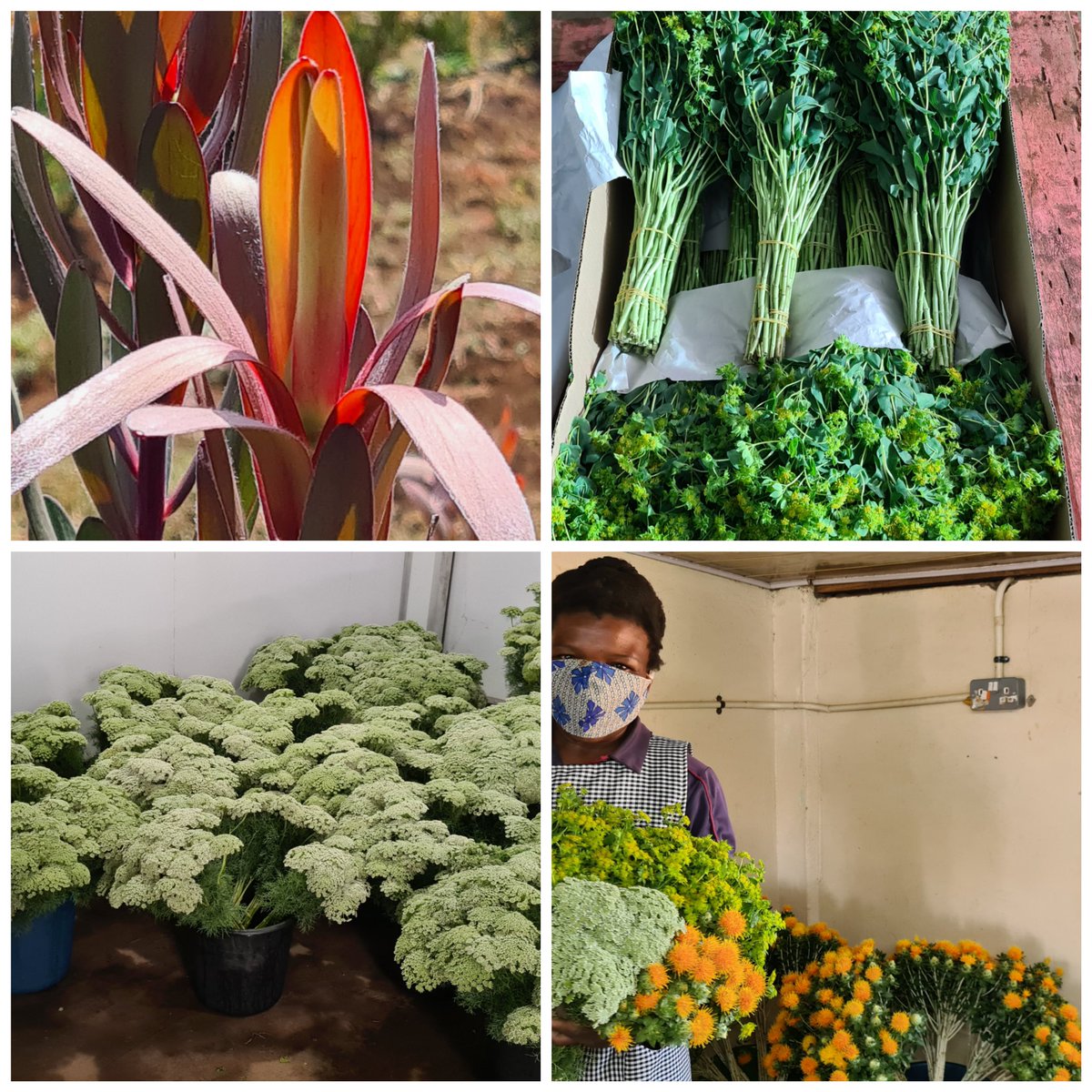 Dr. Forward Takaindisa tweet media