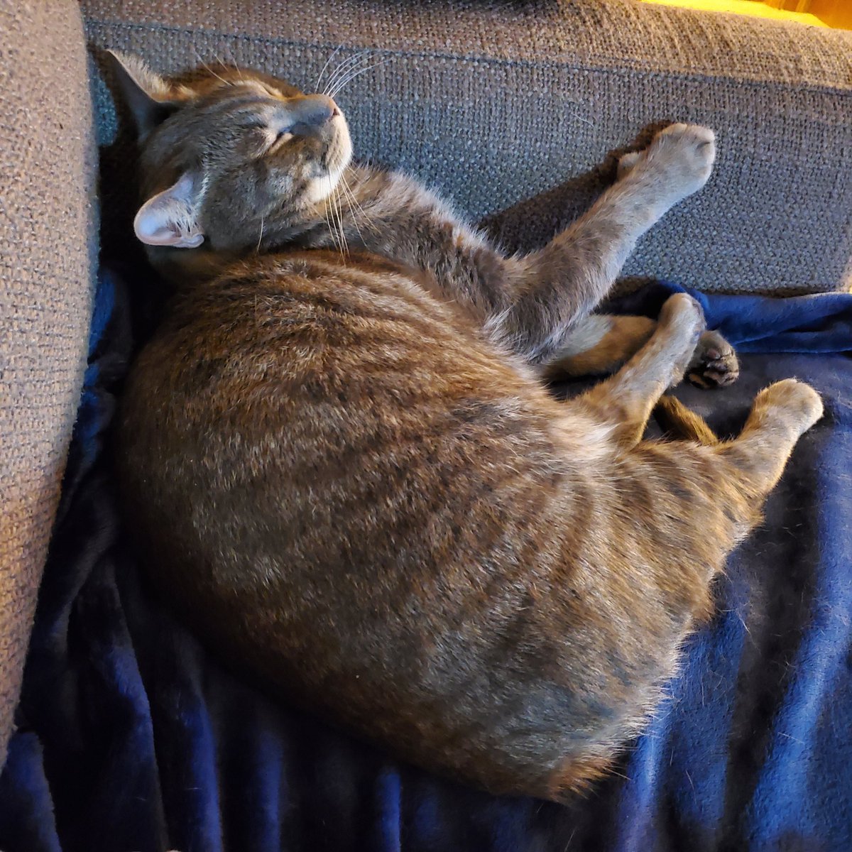 Astro_spacecat's tweet photo. Bluberball turnkee Astro man
#spaceturkey
#CatsOfTwitter #astrothespacecat https://t.co/qXALKu6lhQ
