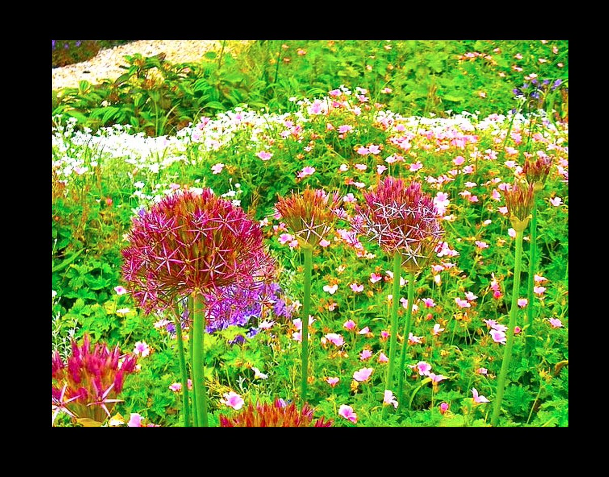 This species of Allium is also known as the Star of Persia. These are such adaptable plants that they are found all over the world! Our journal will too be a place where all sorts of pieces, bold and idiosyncratic, will be able to bloom <3