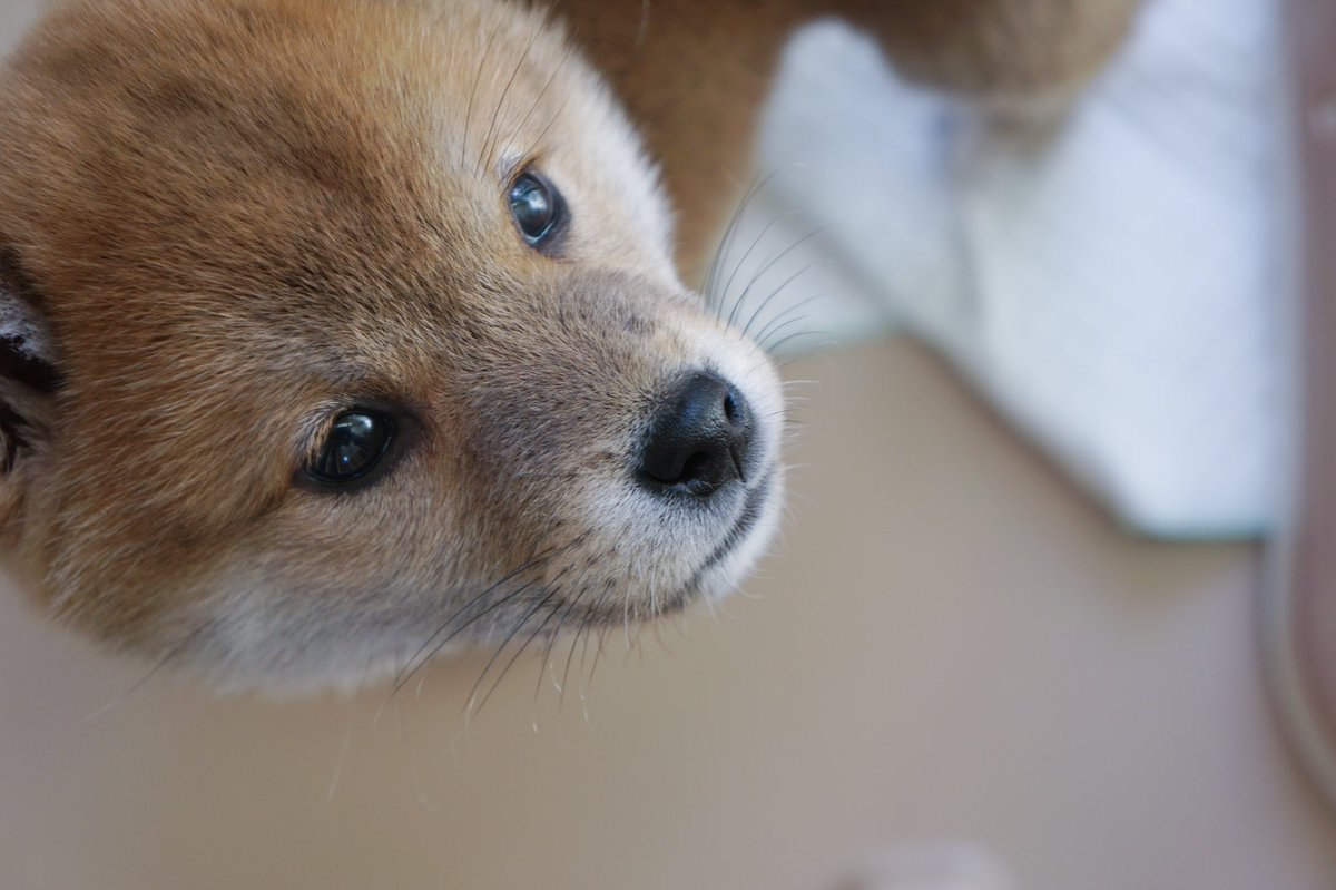 Beef Fantasy犬 キューン