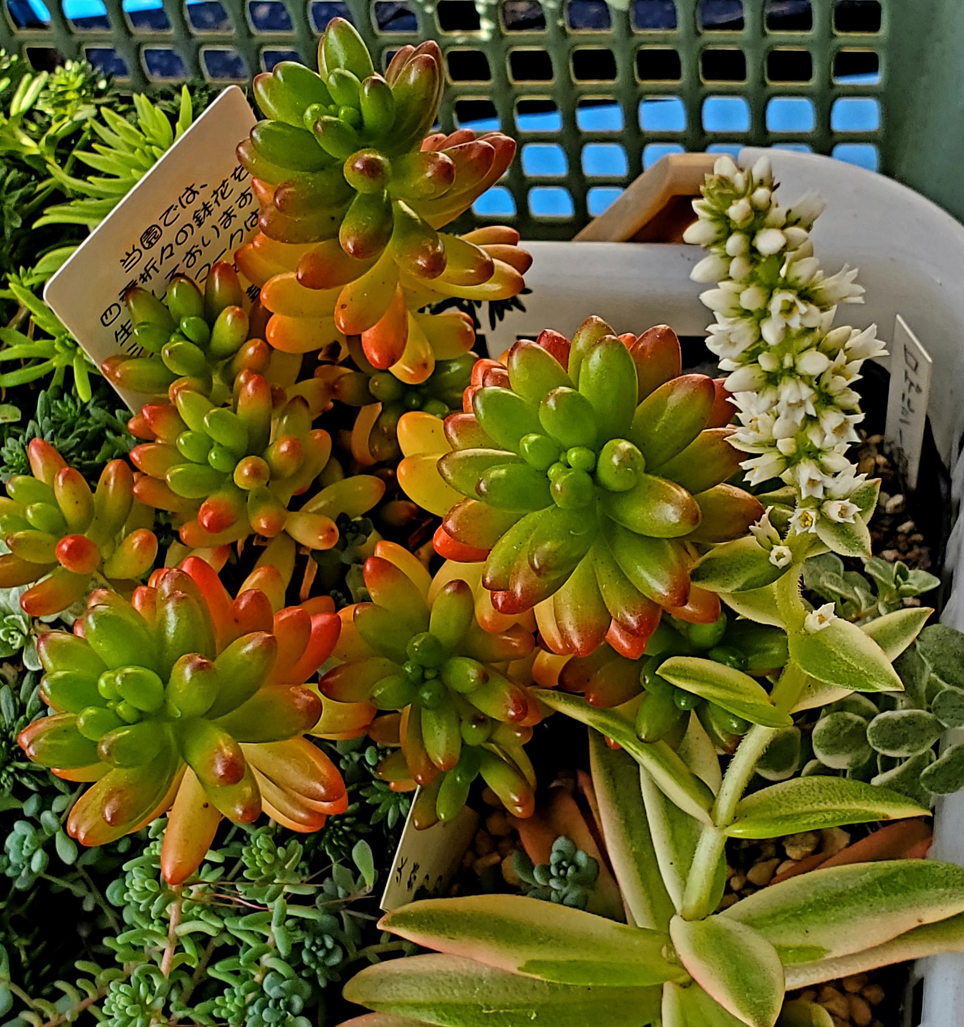 火祭り錦 Twitter Search Twitter