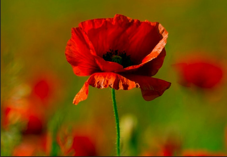 techbytesorg's tweet image. Image editing done by our student Adi from Photoshop workshops. Well done Adi!

#m2mtechbytes #codeai #codeempower #designthinking #animation #graphics #100DaysOfCode #100DaysOfDesign