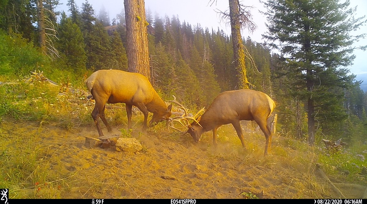 EaORTrailCam541's tweet photo. We're always thankful for #wapitiwednesday #StrikeForceHDPro @BrowningCams #trailcam #trailcamera #huntingoregon #eotrailcampics #elk #bullelk #ihangcamerasontrees #trailcamology #trailcamtrophy #browningtrailcameras #browningcameras #youvegottoseethis #trophyrock #redmondhunt https://t.co/pYQ75SX6G0