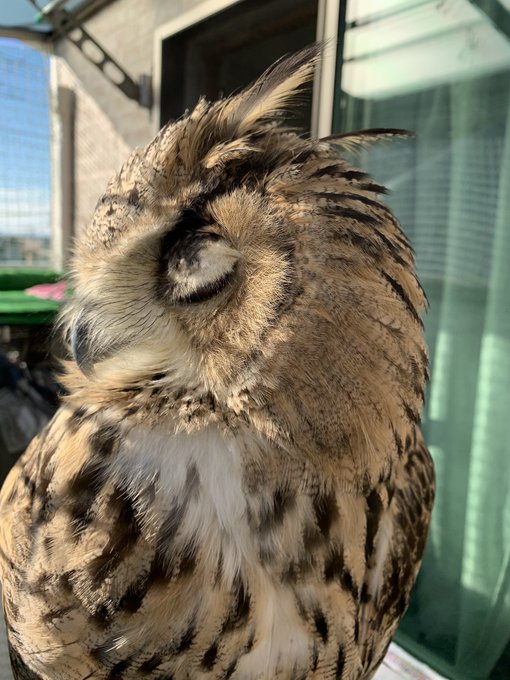 ミミズクのtwitterイラスト検索結果 古い順 ミミズクのtwitterイラスト検索結果 古い順