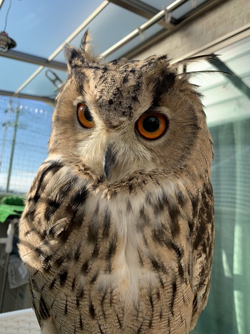 ミミズクのtwitterイラスト検索結果 古い順 ミミズクのtwitterイラスト検索結果 古い順