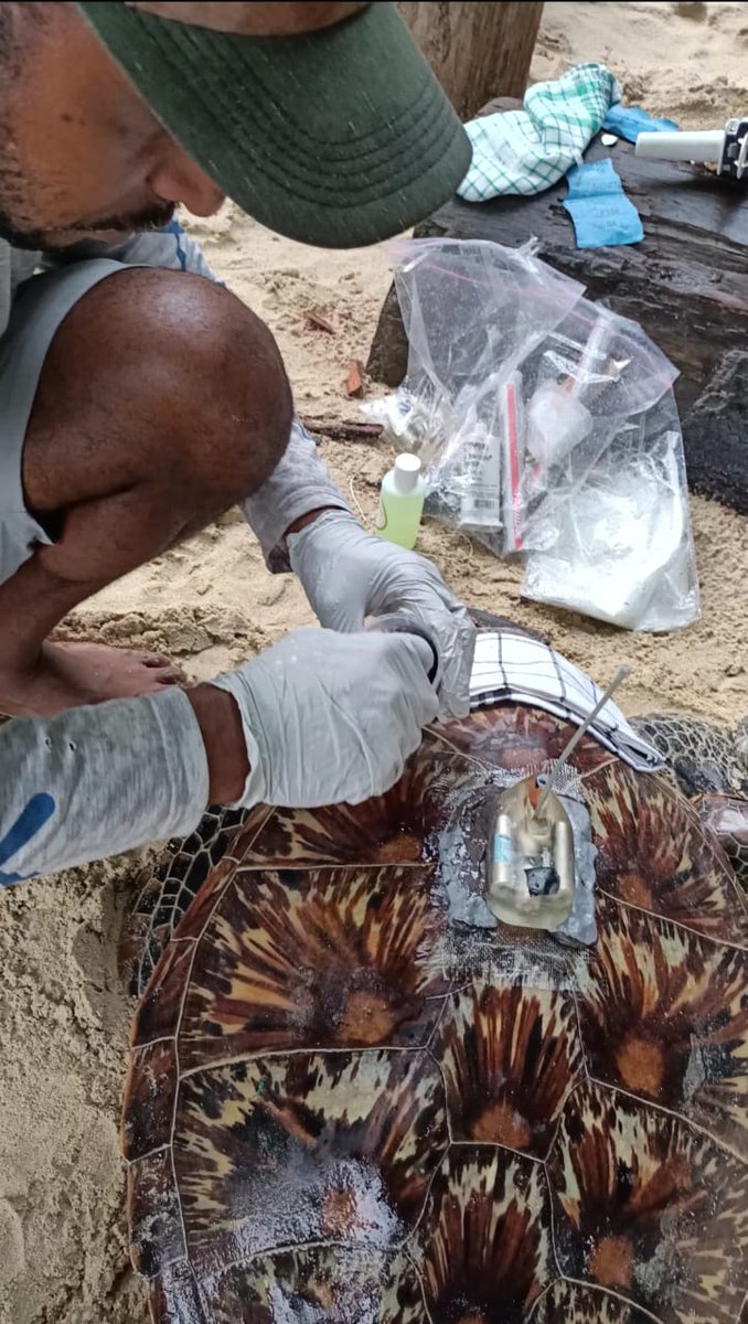 dua ekor Penyu hijau dipasang alat transmitter untuk memantau kemana saja hewan ini bermigsinya dan apa saja yang sidah di lakunan.

Saya pikir, perlu ada regulasi (Perda)  di Nabire untuk perlindungan satwa.