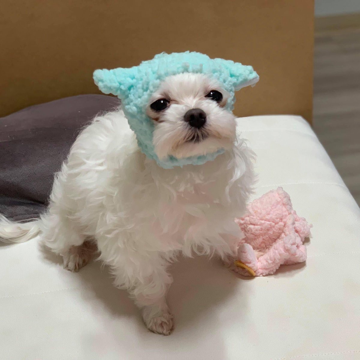 (다들 귀여워서 숨 멎을 걸 알고 있어)