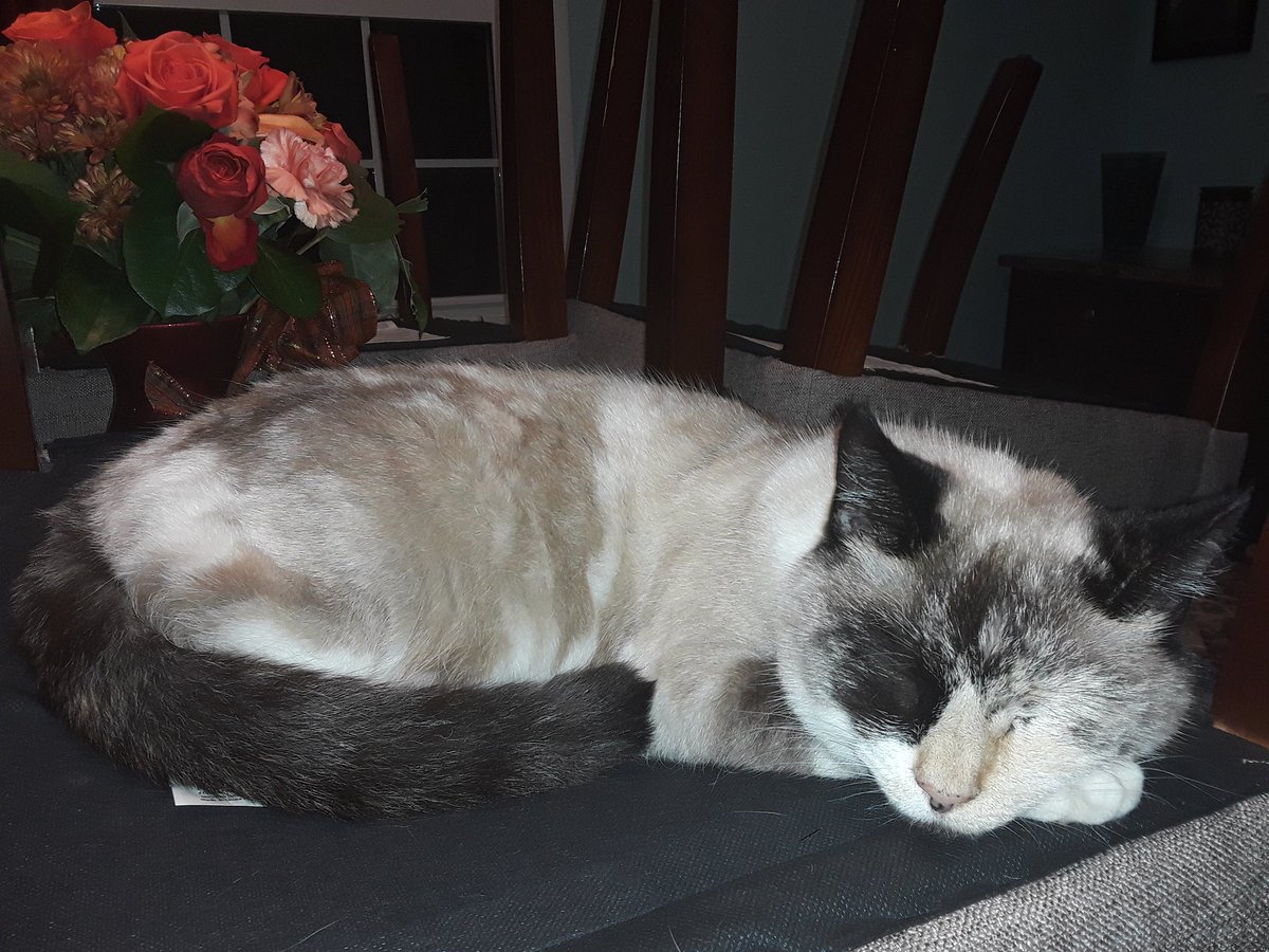 sharkypad's tweet photo. Chairs up on Table /
Ahead of Thanksgiving Meal /
She thinks it's her Bed

#haiku #Thanksgiving2020 #Cat #calico #Caturday #cats #HalfGrumpyCat #furry #FurBall #love #nap #LifeGoesOn #pets #cute #FurBall #catnap #catlover #catlife #catlovers #catlove #CatsOfTwitter #Thanksgiving https://t.co/HgNWdNnnAV