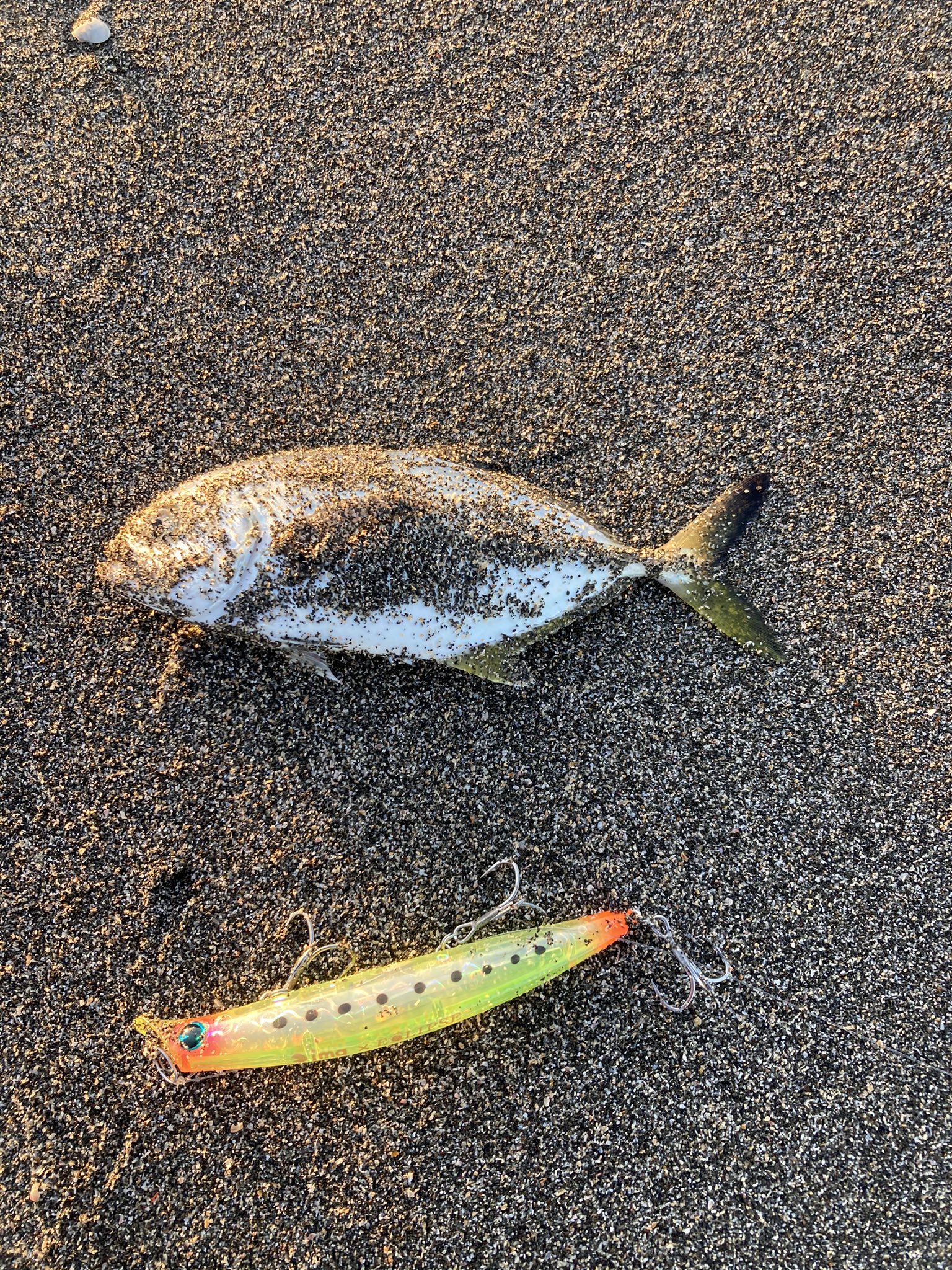 Alpine マサ 平砂浦にてこれしか釣れず シマアジの幼魚 でも 潮の見方とかルアーの飛ばし方なんかがわかってきた気がするから勉強と思ってサーフに通います 海釣り サーフ 平砂浦 Alpine マサ 平砂浦にてこれしか釣れず シマアジの幼魚 でも 潮の見方とかルアーの飛ばし方なんかがわかってきた気がするから勉強と思ってサーフに通います 海釣り サーフ 平砂浦
