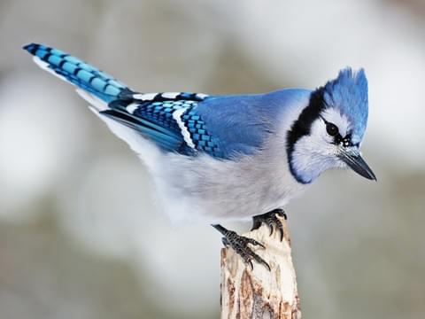 El arrendajo azul (Cyanocitta cristata) es uno de los córvidos más bellos. Vive en la mitad oriental de los #EEUU y en una estrecha banda del sur de #Canada, donde ocupa el hábitat de bosques mixtos. Es #ave omnívora que devora todo tipo de materia vegetal y animal. #biodiversity