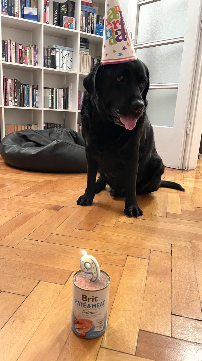 MajaRadSplit's tweet image. #ben #9 #blacklabrador #birthdayboy 💙