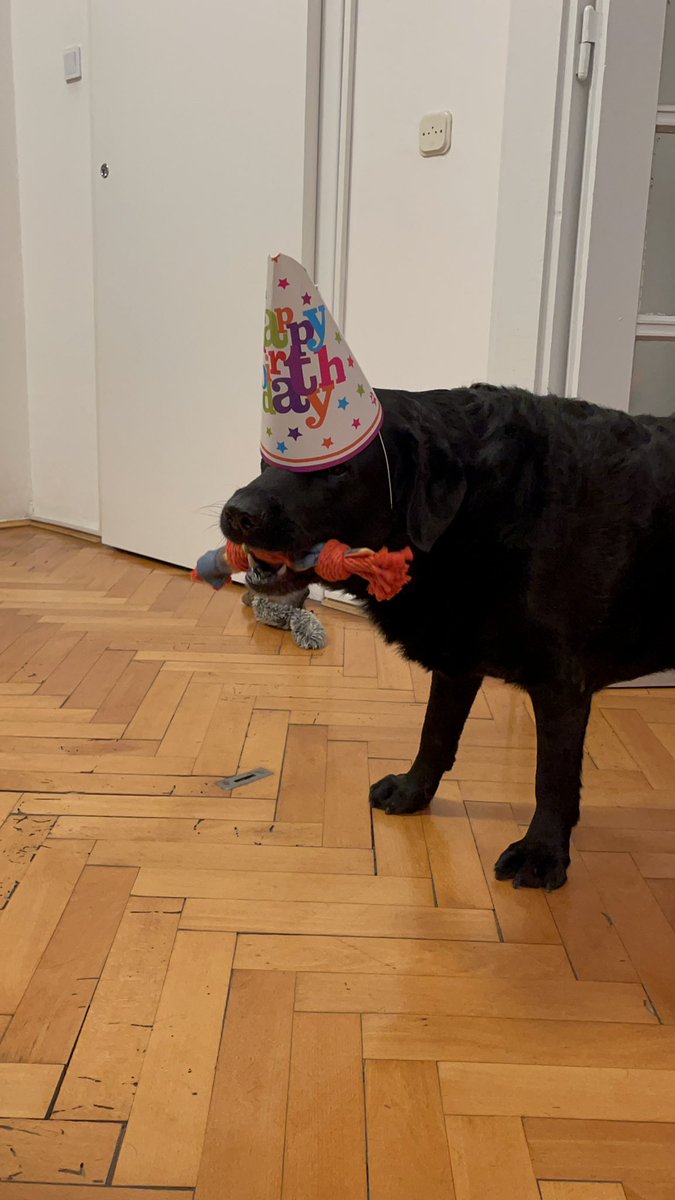 MajaRadSplit's tweet image. #ben #9 #blacklabrador #birthdayboy 💙